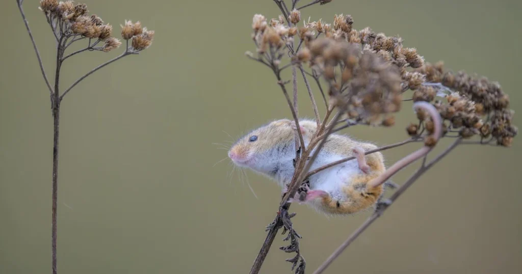 Types of Mice in Virginia: What's Living in Your Home — featured image
