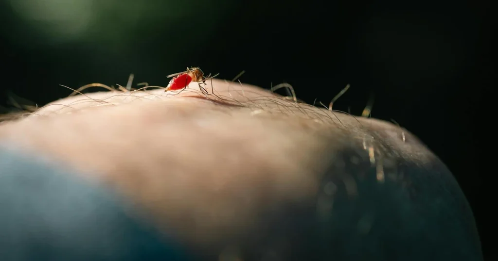 Types of Mosquitoes in North Carolina | Sage Pest Control — featured image