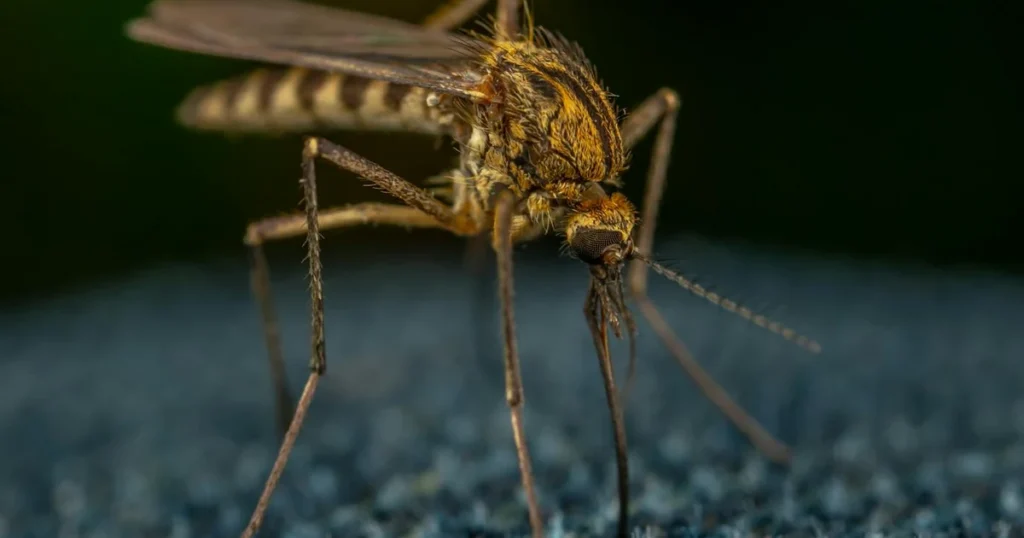 Types of Mosquitoes in Virginia Beach: What You Need to Know — featured image