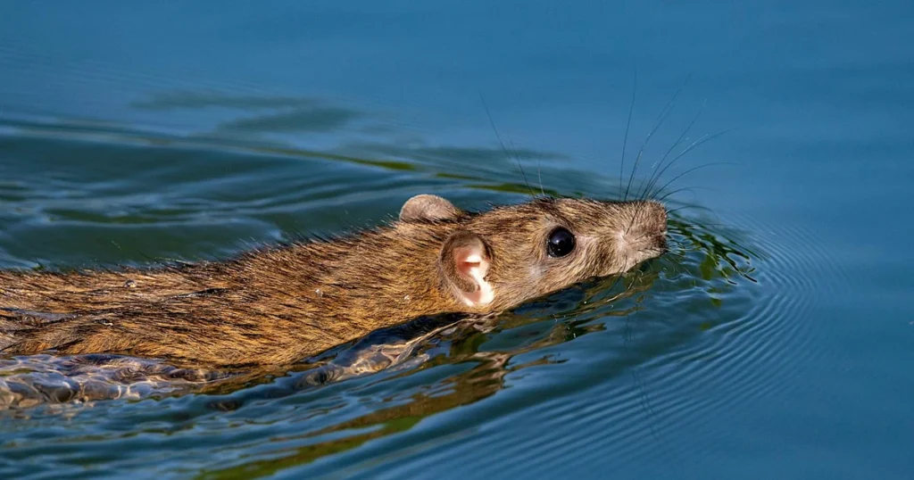 Types of Rats in North Carolina: Norway & Roof Rat Guide — featured image
