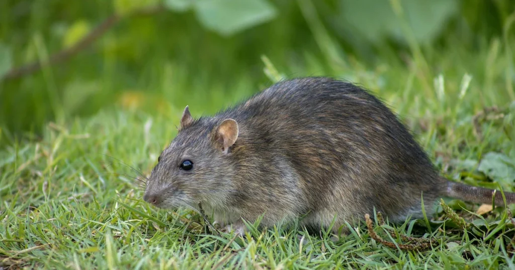 Types of Rats in Virginia: Norway Rat vs. Roof Rat Guide — featured image