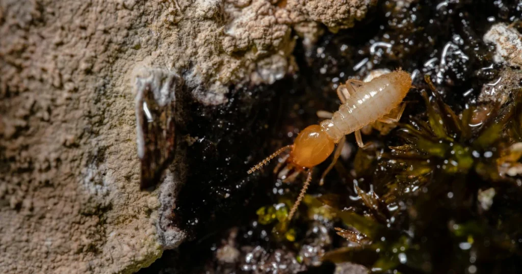 Types of Termites in North Carolina: What Homeowners Must Know — featured image