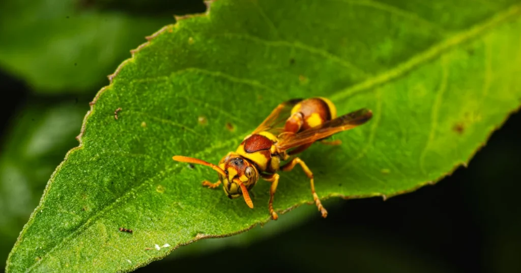 Types of Wasps in Virginia: What's Nesting Near Your Home — featured image