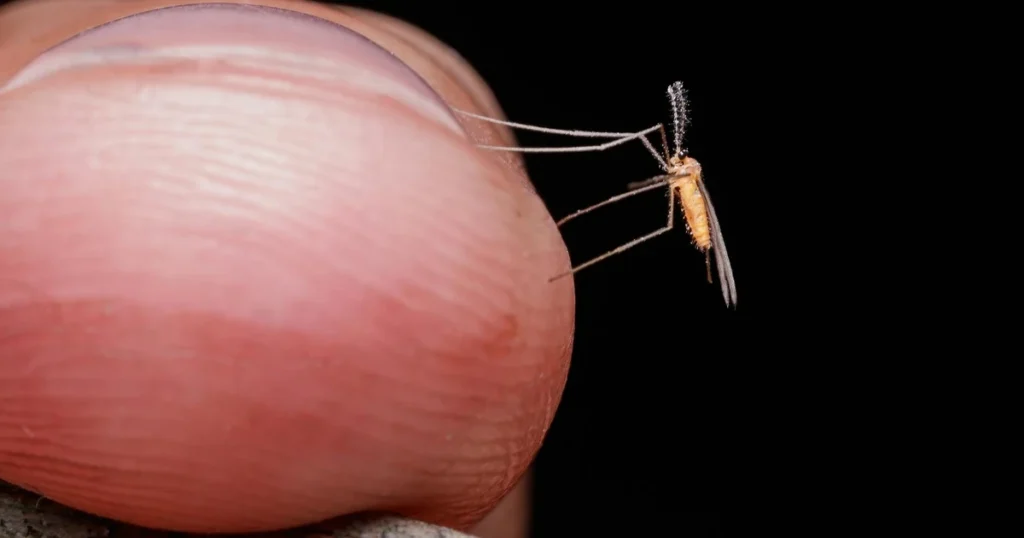 When Do Mosquitoes Come Out in North Carolina? Season Guide — featured image