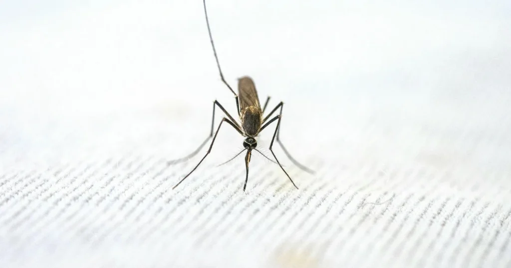 When Do Mosquitoes Come Out in Virginia? Season Guide — featured image