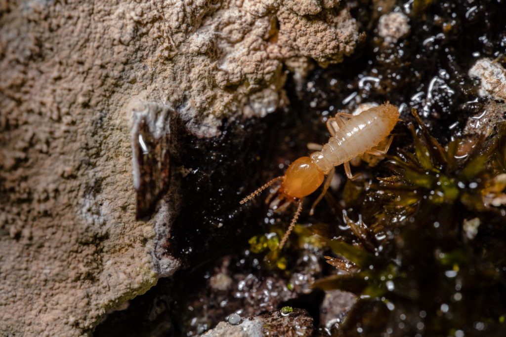 A close-up of a small, pale termite crawling on moist soil near plant matter and a rough, light brown surface.