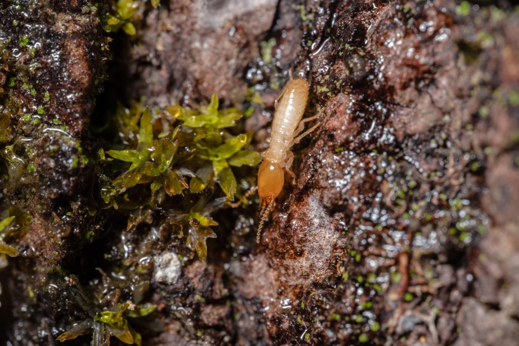 A close-up of a termite on damp, textured tree bark with green moss growing nearby.