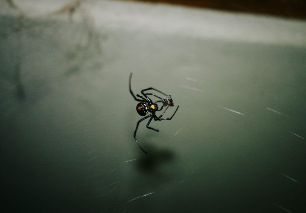 A black spider with a red marking hangs on its web against a blurry gray background.