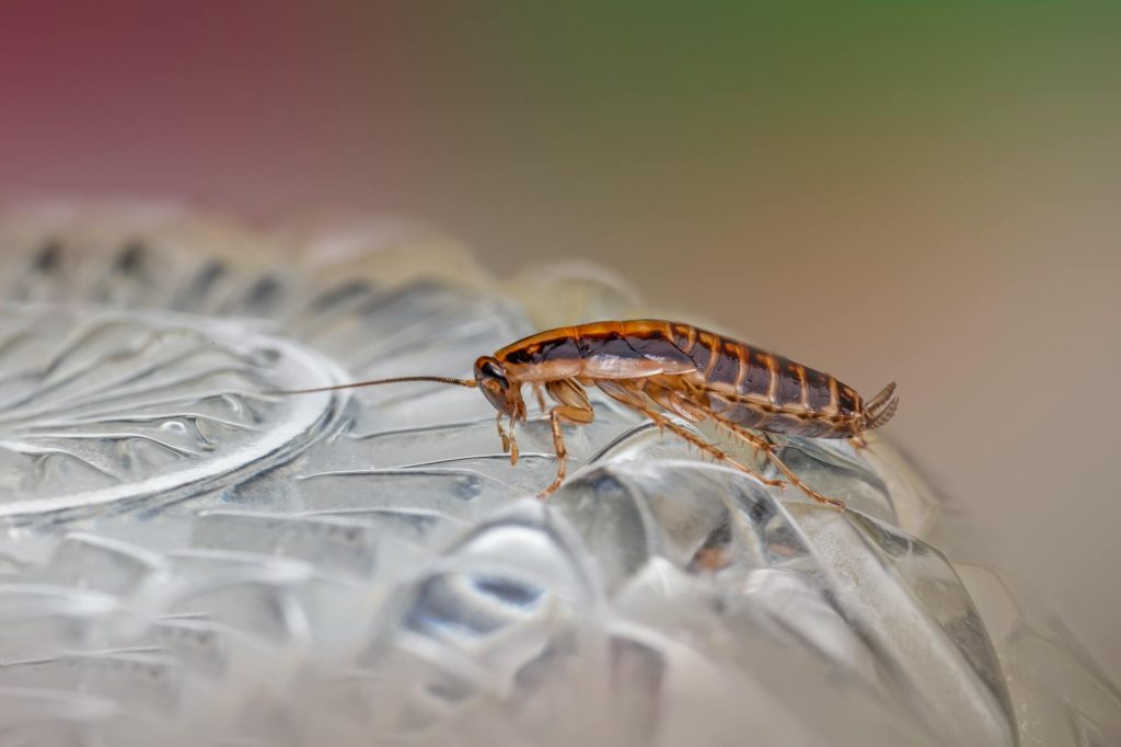 Close-up of a brown cockroach standing on a clear, textured glass surface with a blurred background.