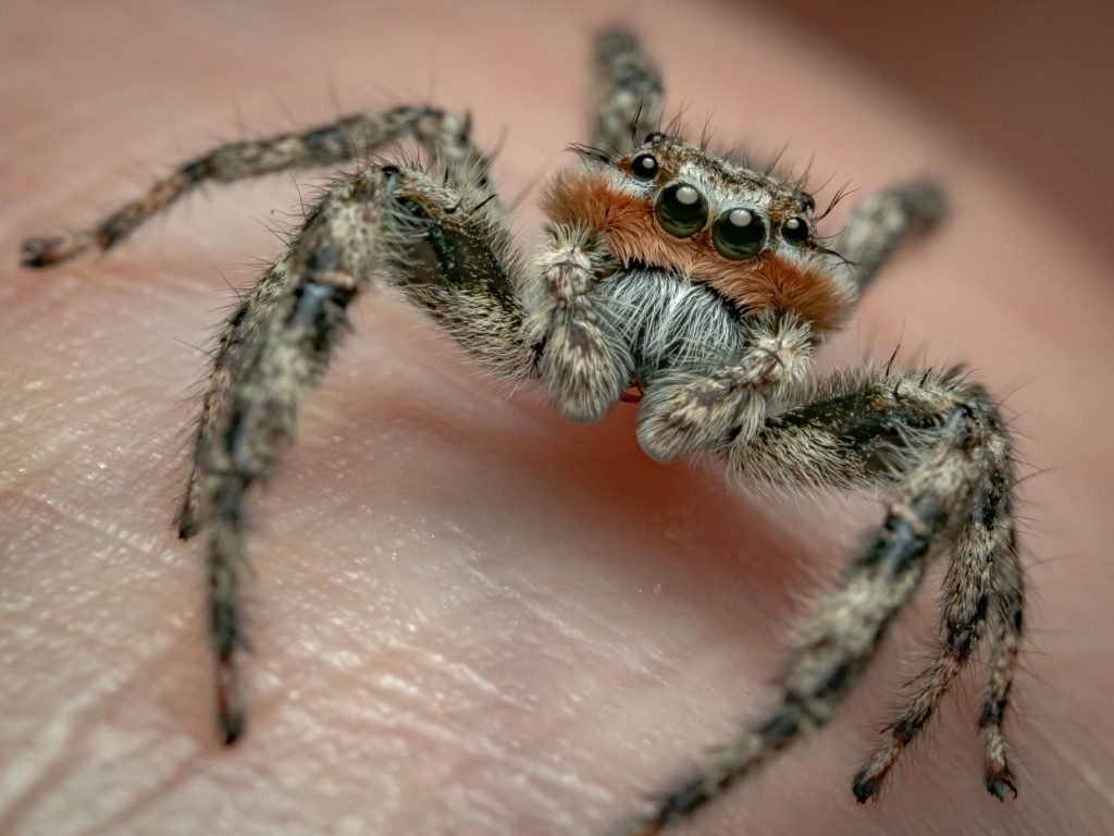 Close-up of a small, hairy jumping spider with large eyes, standing on human skin.