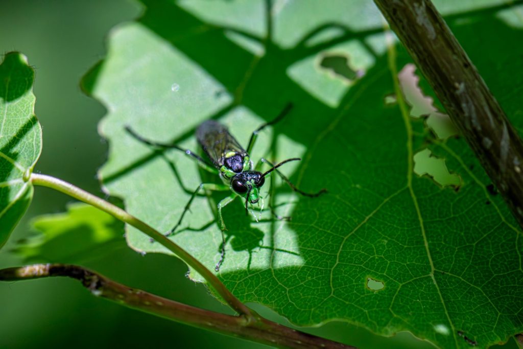 A black and green wasp stands on a green leaf with sunlight and shadows around it.