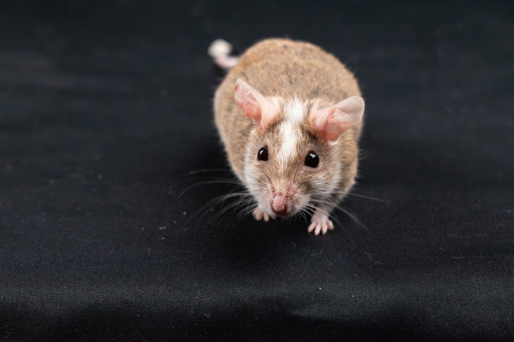 A brown and white mouse with large ears sits on a black surface, facing the camera.