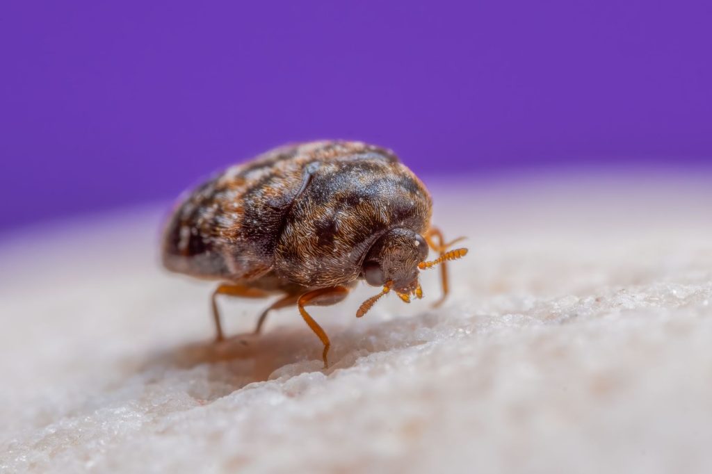 Close-up of a small brown beetle walking on a textured white surface with a purple background.