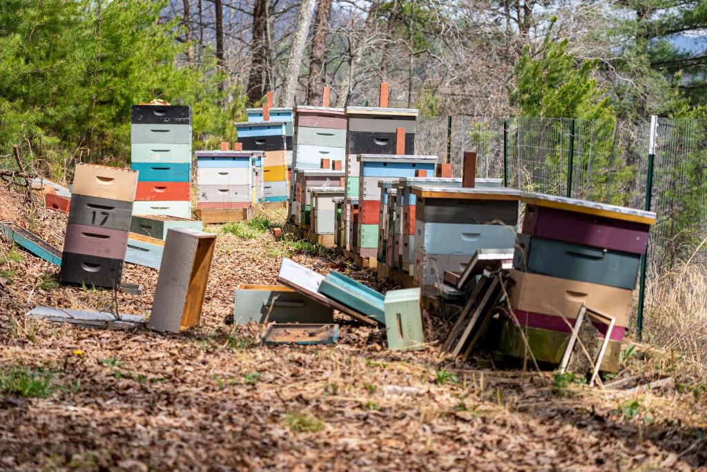 Rows of colorful beehives in a wooded area, some tipped over, surrounded by fallen leaves and trees.