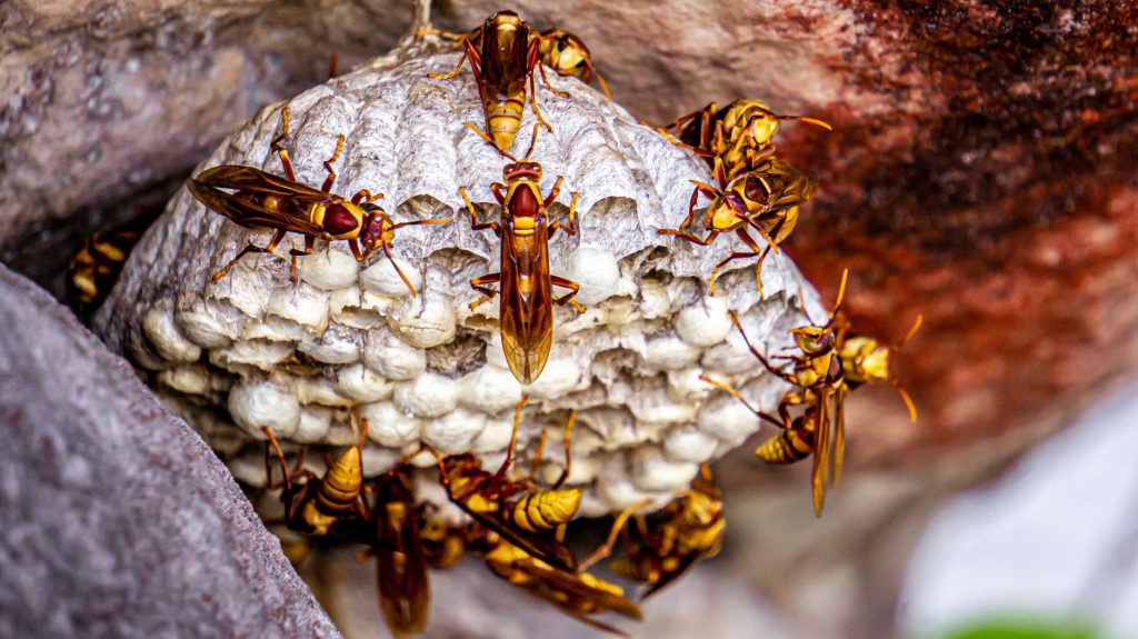 what smells attract wasps