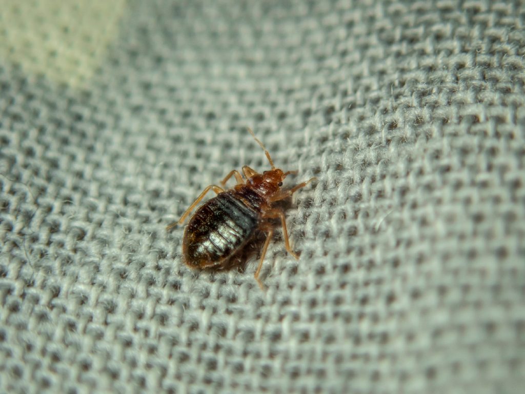 Close-up of a brown bed bug crawling on a textured gray fabric—can-bed-bugs-jump? Find out here.