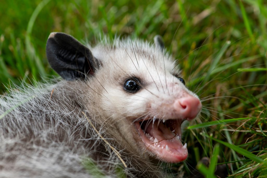 virginia opossums
