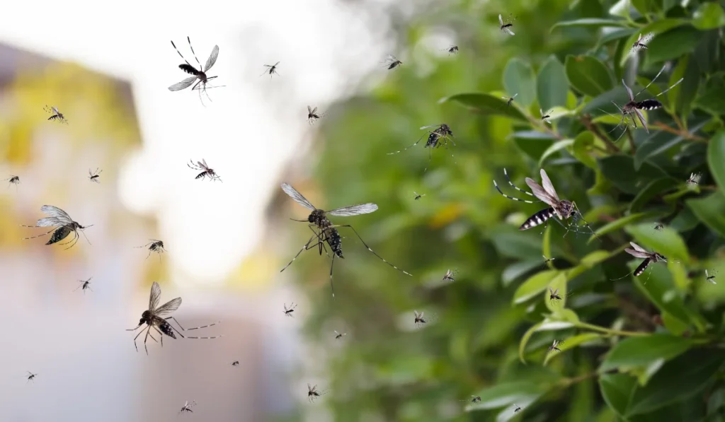 A swarm of mosquitoes flies near green bushes with a blurred background.