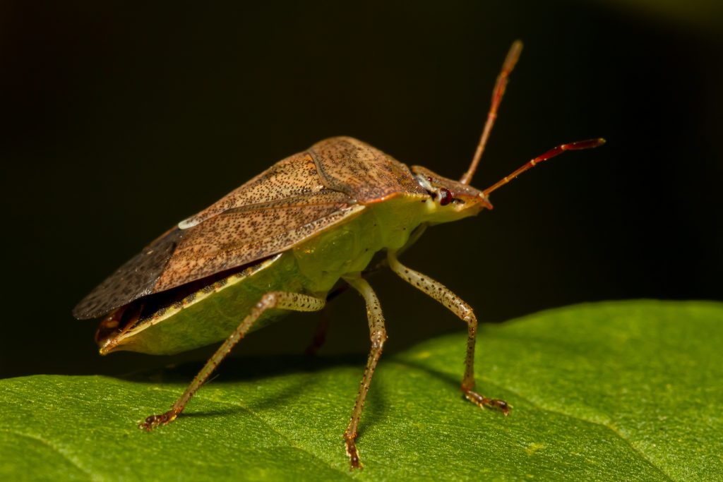 A brown stink bug stands on a green leaf, resembling kissing bugs in Virginia, its legs and antennae visible.