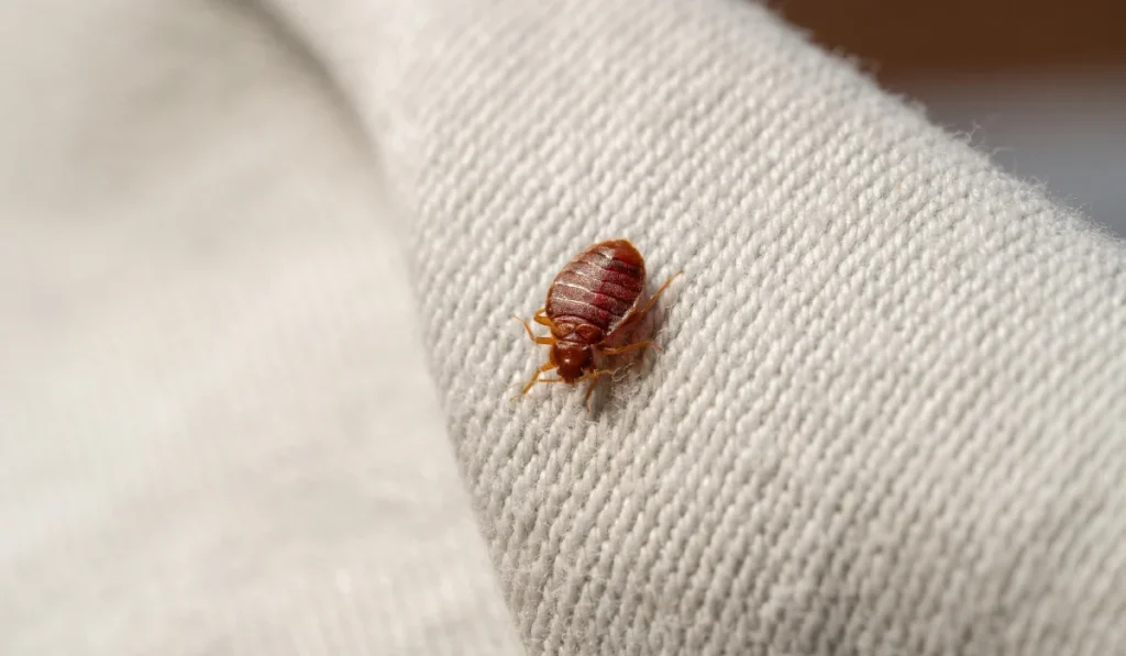 Bedbug on bed and linen macro