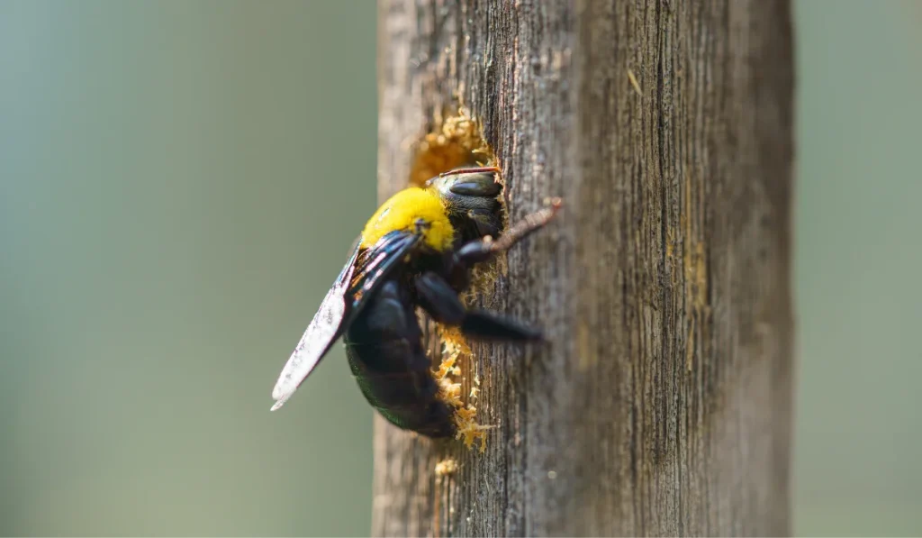 Carpenter bee drilling a round entrance hole in weathered wood with fresh sawdust around the opening