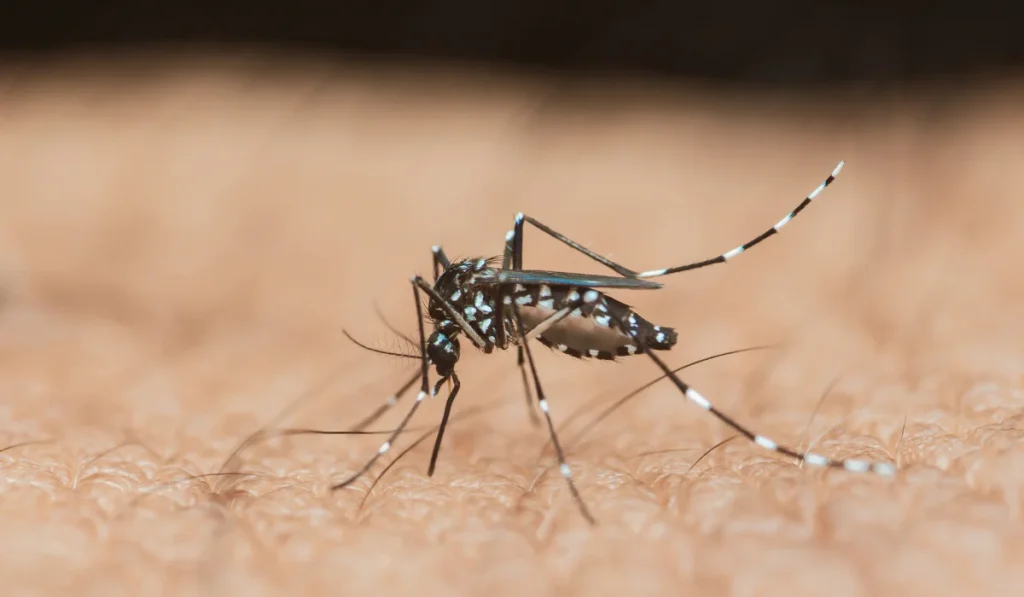 Close-up of an asian tiger mosquito, aedes albopictus, feeding on human skin, posing risks of transmitting diseases like dengue, zika, and chikungunya