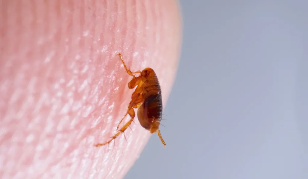 Close-up of a brown flea on human skin against a light blue background.