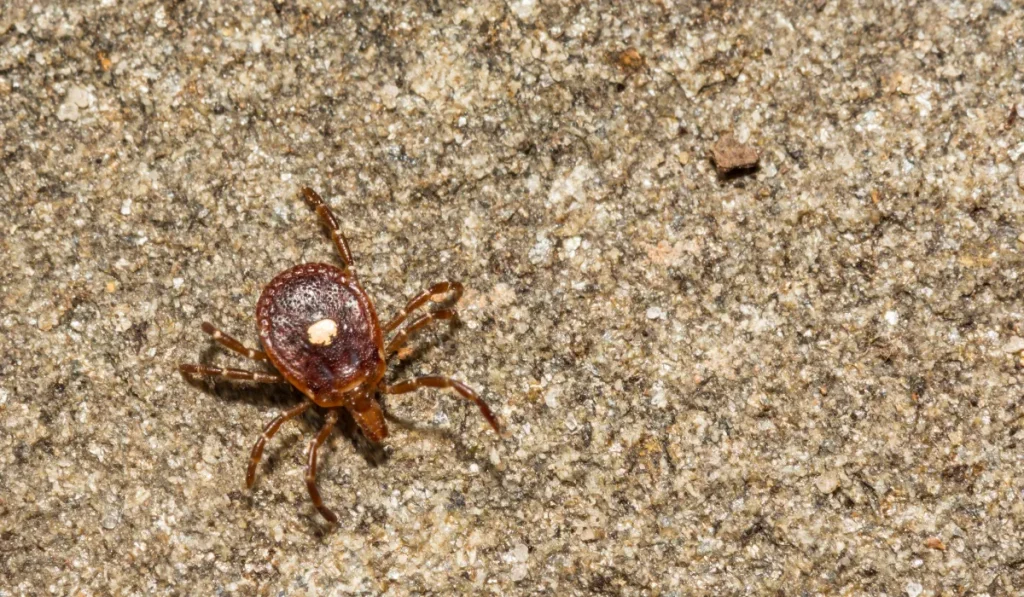 Lone Star Tick - Amblyomma americanum