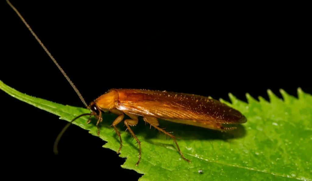 Virginia Wood Cockroach - Parcoblatta virginica